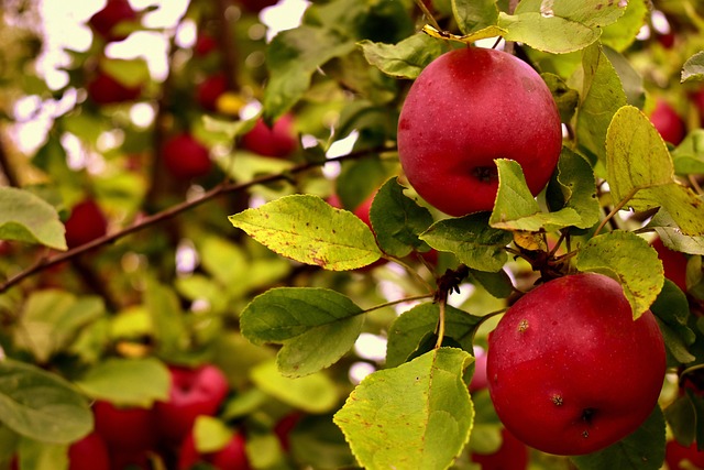 apple orchard gallery image viewer