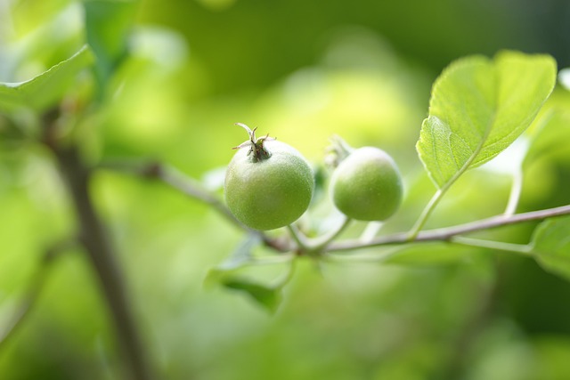 apple fruit set thinning ireland orchard management gallery