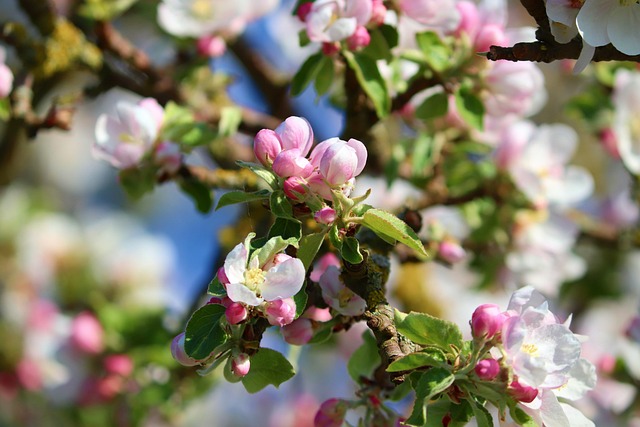 apple blossoms spring ireland orchard bloom gallery