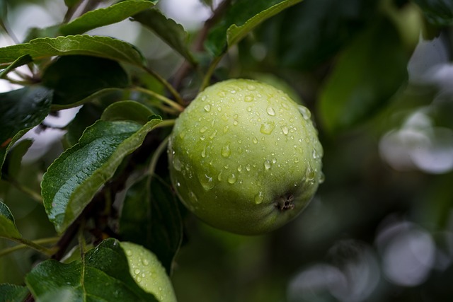 close up red apples on tree ireland orchard
