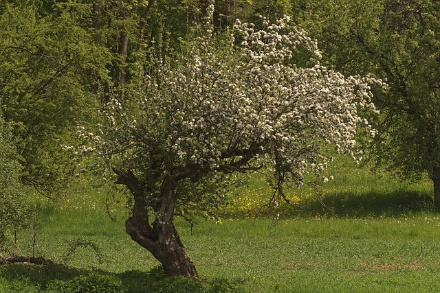 apple orchard rows trellis ireland golden hour gallery