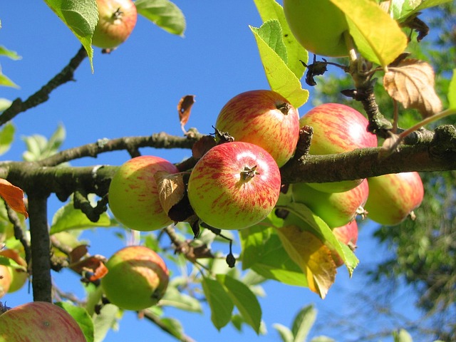 apple harvest crates orchard ireland picking logistics gallery